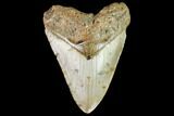 Fossil Megalodon Tooth - North Carolina #109839-1